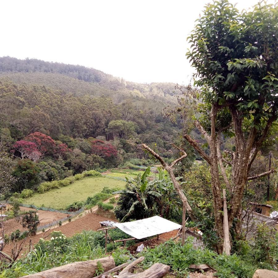 Ohiya Jungle Resort Eksteriør billede